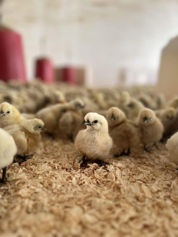 Day-old silkie chicks