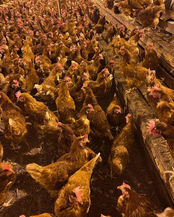 Red fowl hens