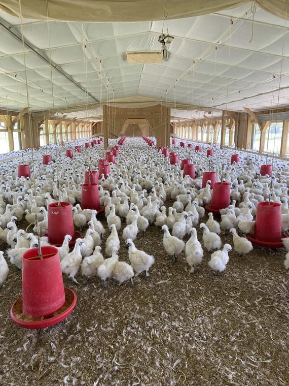 Silkie chickens in a barn