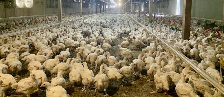 White broilers in a growout barn
